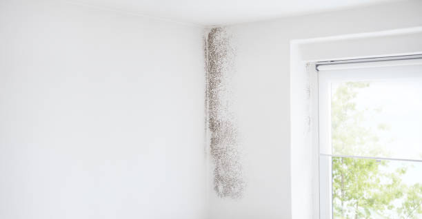 Trusted Palm Valley, FL Mold Removal Experts